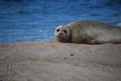 Seal on Sable Island